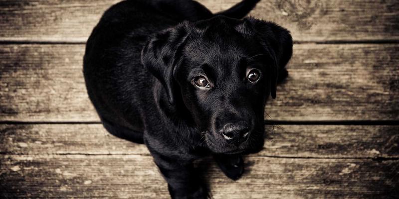 The Good Food Fight