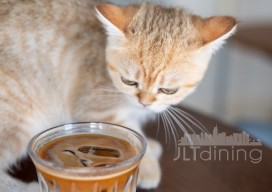 Meowtropolis Cat Cafe