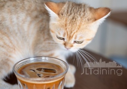 Meowtropolis Cat Cafe